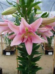 [6276 Lilium 59 No01.JPG]